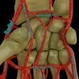 upper-limb-arteries-axilla-arm-forearm-3d-model-blend-4.jpg Upper limb arteries axilla arm forearm 3D model