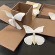 2894158C-EF4F-47A1-B941-2CCFE4768F7A.jpeg Caja de mariposas