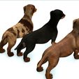 02.jpg DOG - DOWNLOAD Dachshund 3d model - Dog animated for blender-fbx-unity-maya-unreal-c4d-3ds max - 3D printing Dachshund DOG SAUSAGE - SAUSAGE PET CANINE WOLF
