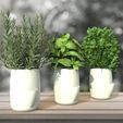 untitled.326.jpg POT TO STORE // Aromatic plant / Decoration