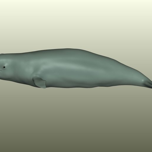 🐳 Beluga Whale 3D Model・ STL File for 3D printing・Cults