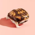 running-desert-rain-frog-01.jpg Running? Desert Rain Frog