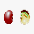 Bean.png Anatomia di un seme di fagiolo
