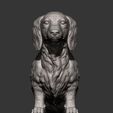 dachshund-longhair8.jpg Dachshund longhair 3D print model
