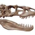 09.png Albertosaurus 3D skull