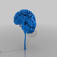 9abf25a9d84deeeff2299e0b0af05a24.png Mon cerveau ; scanné à partir d'une IRM