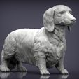 dachshund-longhair5.jpg Dachshund longhair 3D print model