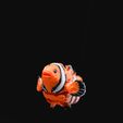 DSC06501.jpg ClownFish