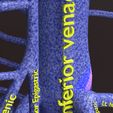 PSfinal0045.jpg Human venous system schematic 3D
