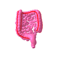 4.png Lower gastrointestinal tract segmented