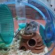 WhatsApp-Image-2021-06-13-at-17.32.37-(2).jpeg STL file Hamster's house - Hamster's house・3D printable model to download