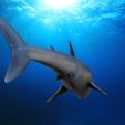 Shark1.5.jpg STL file Great white shark・3D printable model to download