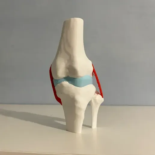 Knee with Meniscus and Collateral Ligaments (COMMERCIAL LICENSE)