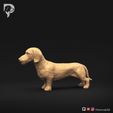 Dachshund-Miniature-Wire-Haired-Pose-01-Dog-3D-Print-8s.jpeg Dackel Miniatur Drahthaar Pose 01