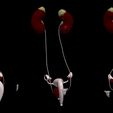 2.jpg 3D Model of Female Reproductive and Urinary System
