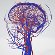 cerebrovascular,-brain,-face,-hemisphere,-willis,-dental,-neck,-vein,-artery,-head,-cerebellum,-vasc.png 3D 头颈部血管解剖图 - 动脉、静脉和脑血管系统