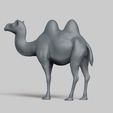 R04.jpg bactrian camel pose 01