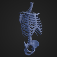 TorsoSkeletal_2.png STL file Torso Skeletal・3D printer design to download