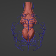 6.png 3D Model of Canine Brain with Arteries