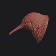 kiwi_0013.jpg Kiwi Bird Head Bust Wall Mount