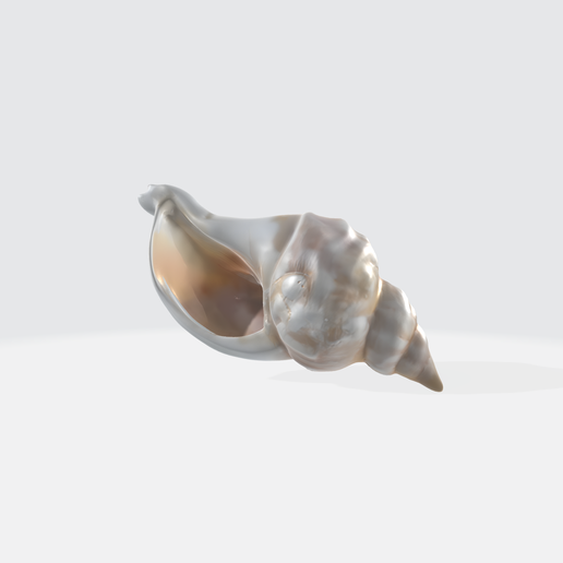 🐚 Realistic Seashell 3D Model - Conch Shell Asset・ 3D File for 3D ...