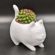 PXL_20230427_024600687.jpg potatocat for plant 3D print model