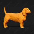 887-Basset_Fauve_de_Bretagne_Pose_03.jpg Basset Fauve de Bretagne Dog 3D Print Model Pose 03