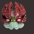 1.png CLUSTER OF NEURAXIS HUMAN BRAIN SEGMENTED