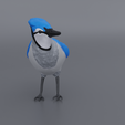 Jay-front2.png Standing Blue Jay