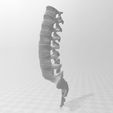 1.jpg SPINE WITHOUT SUPPORTS PROFESSIONAL MEDICINE