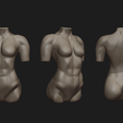 6.png Archivo STL Tipos de torso humano・Plan de impresión en 3D para descargar