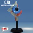 ed 'E Se aon fl > A 3d model eye : anatomical eye + PEDESTAL