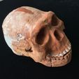 9a0c13b87967a8daa6e622f636d2ab1f_preview_featured.jpg Homo naledi ancient hominid skull reconstruction