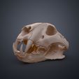 Tiger_Skull_Render_3Demon.640_cover.jpg Tiger Skull (Panthera Tigris Tigris) realistic replica