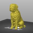 Screenshot_8.jpg Perro sentado Cane corso - Mastín italiano