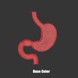 Stomach_Base_Color.jpg Stomach Cross Section Anatomy