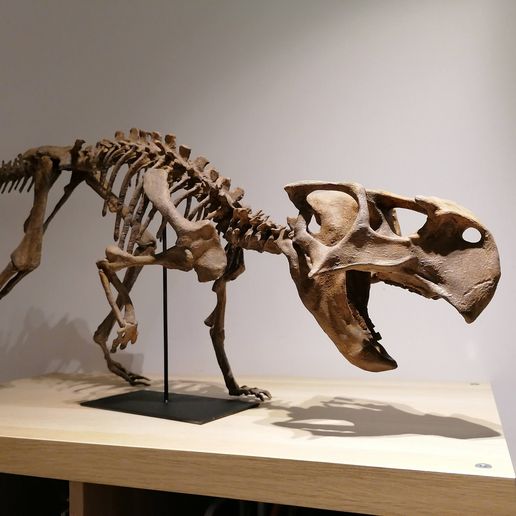 PSITTACOSAURUS • replica PSITTACOSAUR skeleton • LIFE SIZE dinosaur fossil DIY 