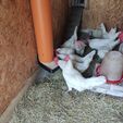 1677407578463.jpg poultry feeder
