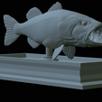 Bass-mount-statue-27.png fish Largemouth Bass / Micropterus salmoides open mouth statue detailed texture for 3d printing