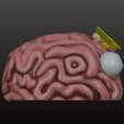 Brain-pot-side-2.png Причудливый плантатор FlutterBrain 🪴🌱🌿🧠