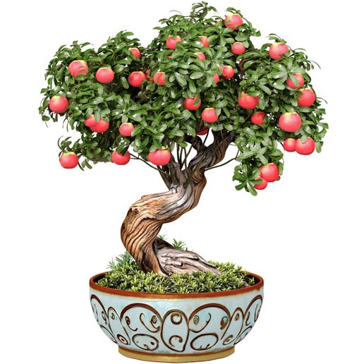 the complete book of bonsai The Essential Bonsai Book : Techniques for Creating Beautiful Trees main image 1