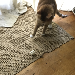 IMG_1782Cat.png Free STL file Cat Toy (Split in half)・Model to download and 3D print