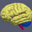 13.png 3D Model of Human Brain v3
