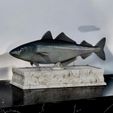 Coalfish-statue-fish-box-trophy.jpg fish coalfish / Pollachius virens with storage space / for 3d printing