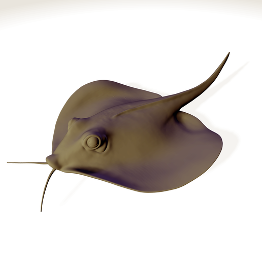 STING RAY