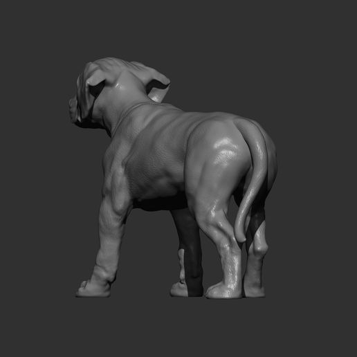 puppy-rhodesian-ridgeback-standing10.jpg puppy rhodesian ridgeback standing 3D print model