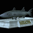 Barracuda-base-19.png fish great barracuda / Sphyraena barracuda statue detailed texture for 3d printing
