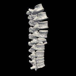 vertebrae.png.9e29c2e021df29344685d0735d6cb9d8.png Archivo STL Modelo 3D de vértebras torácicas・Objeto para impresora 3D para descargar