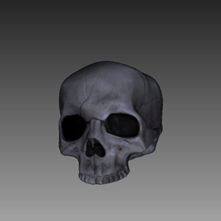 skull_noJaw.png Human Skull with no Jaw