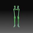 Legs.jpg Human skeleton